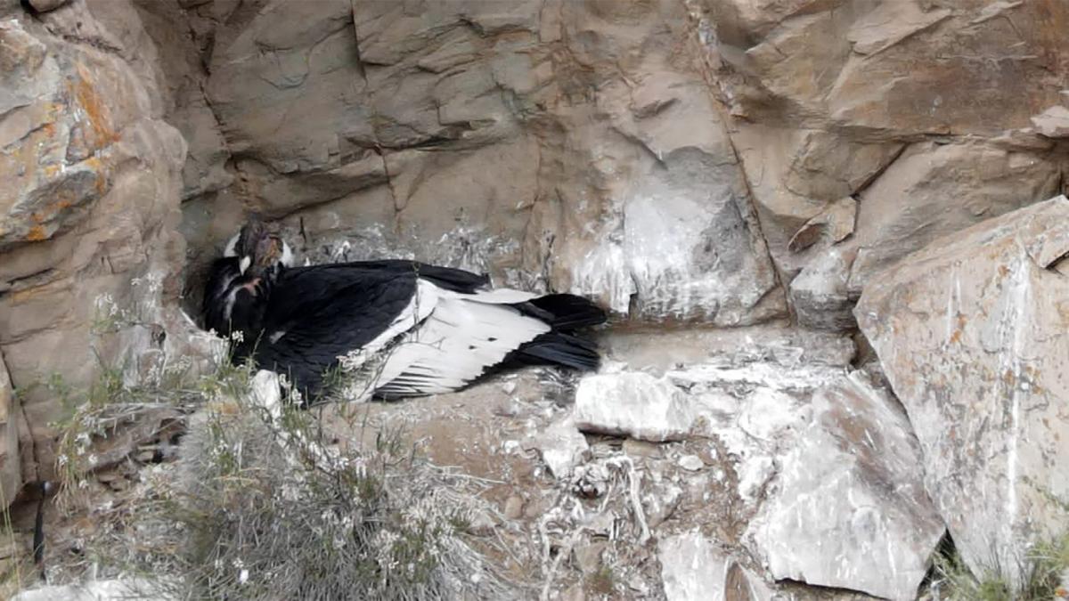 El Condor Andino que naci en Tupungato Foto Prensa Gobierno de Mendoza